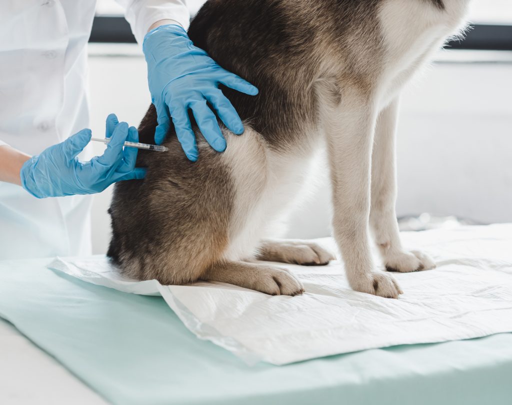 Wellness & Preventative Programs - Alpine Animal Hospital